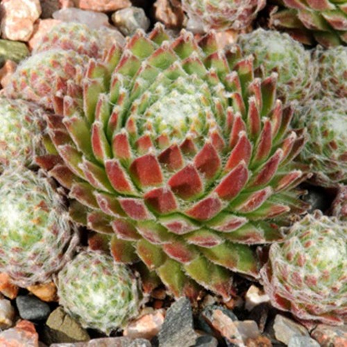Sempervivum 'Koko Flanel' - Mägisibul 'Koko Flanel'